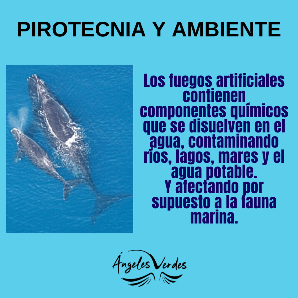 Fin de Año y Pirotecnia: ¿Conocemos las problemáticas que causa su utilización?