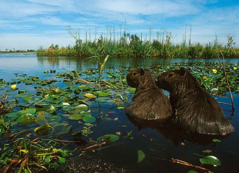 Día Mundial de los Humedales