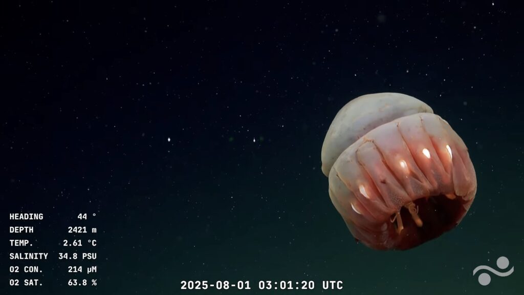 streaming-conicet-expedición-mar-del-plata