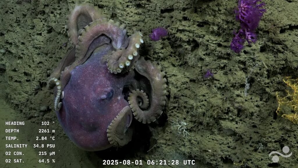 streaming-conicet-expedición-mar-del-plata