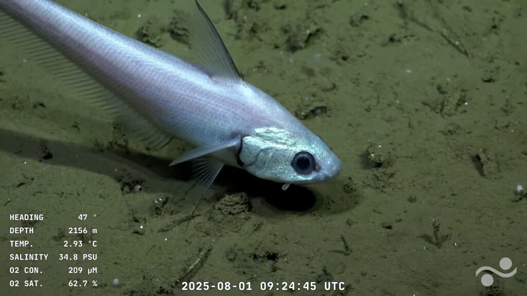 streaming-conicet-expedición-mar-del-plata