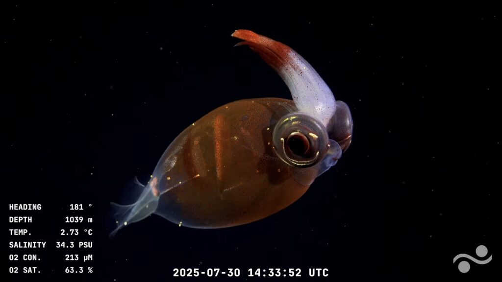 streaming-conicet-expedición-mar-del-plata