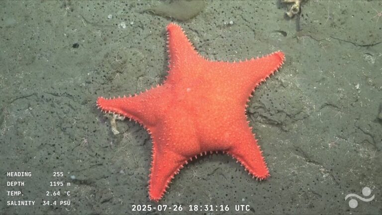 streaming-conicet-expedicion-submarina-mar-del-plata