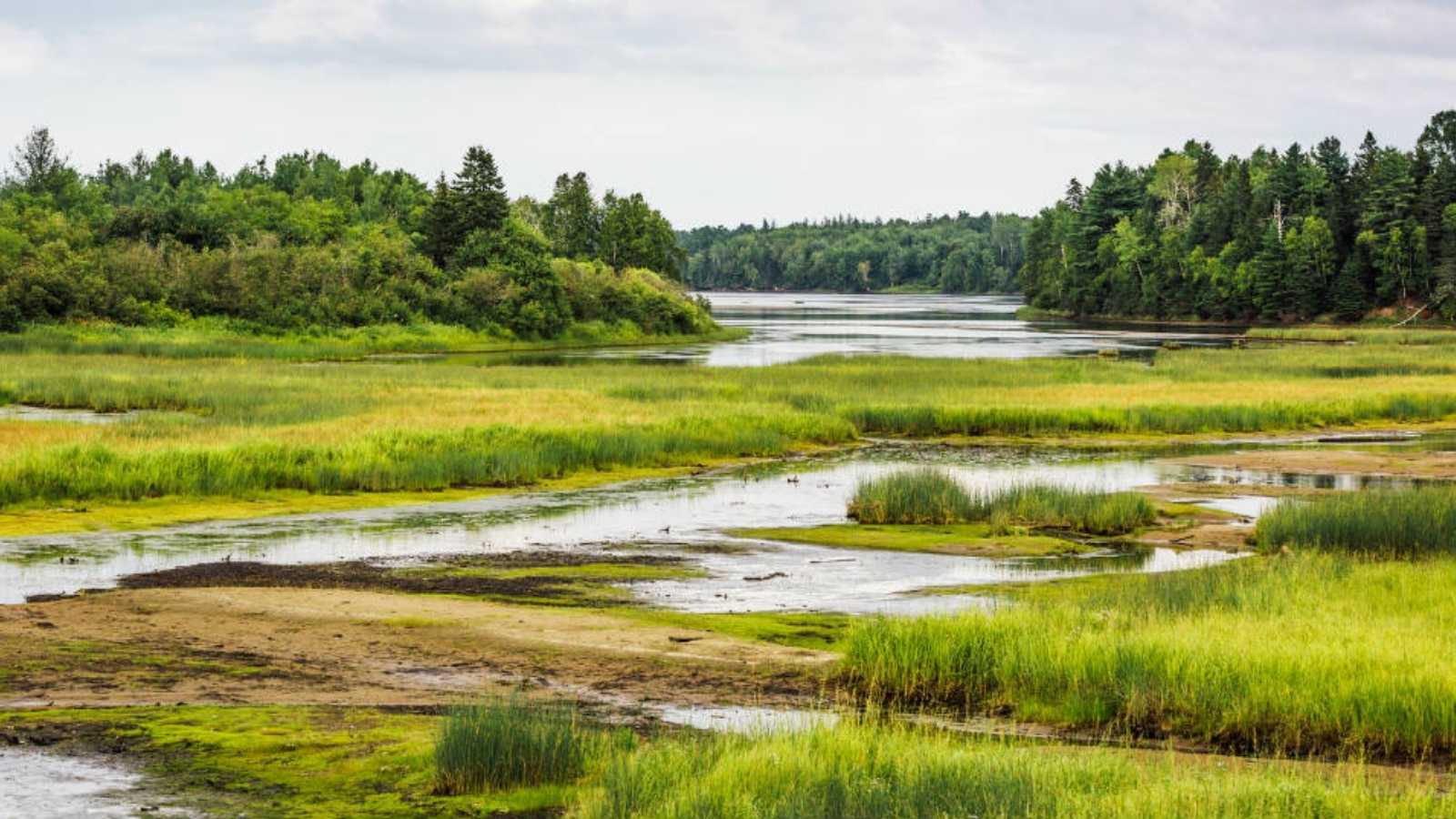 dia-mundial-de-los-humedales