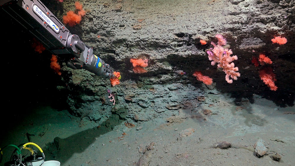 cientificos-del-conicet-volveran-a-explorar-el-mar-argentino
